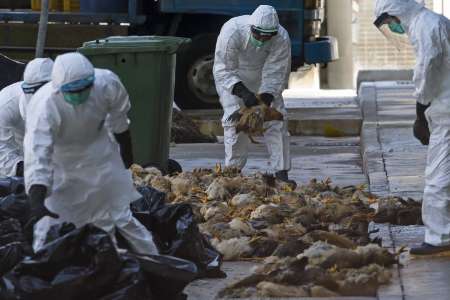 شیوع آنفلوانزای فوق حاد پرندگان کهگیلویه وبویراحمد را تهدید می‌کند