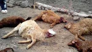 حمله گرگ های گرسنه به گله های روستانشینان بخش موگرمون