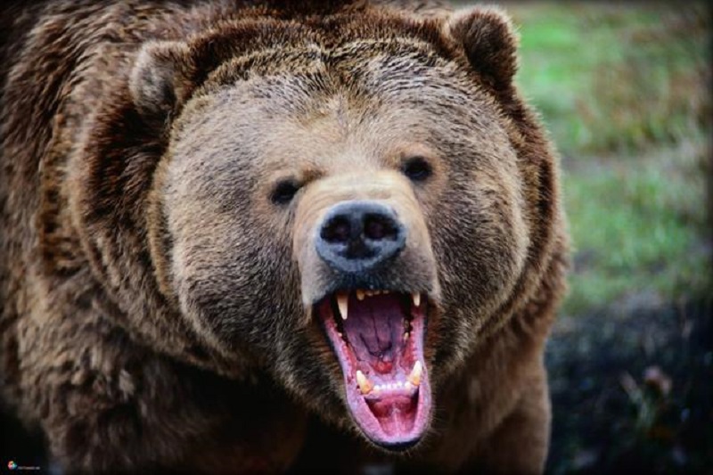 حمله خرس وحشی باعث زخمی شدن چوپان چرامی شد