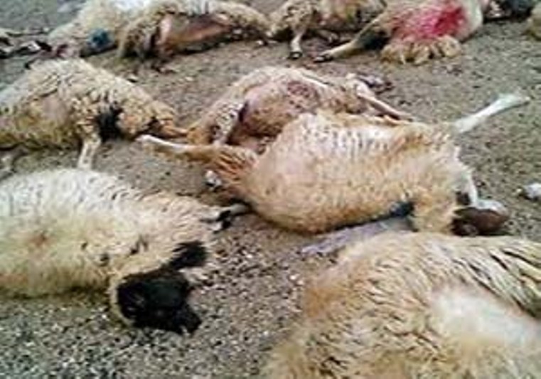 مرگ بیش از100 گوسفند در مرودشت بعلت پساب پتروشمی +واکنش مدیرکل دامپزشکی استان فارس