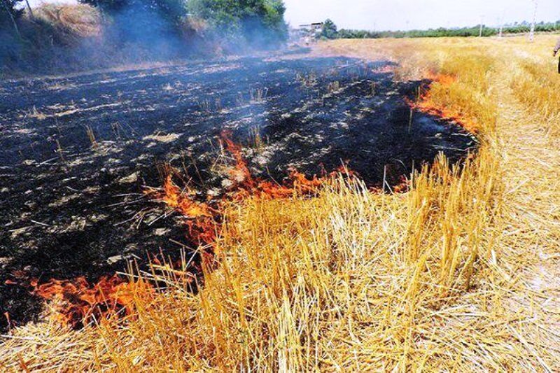 سوزاندن بقایای کشاورزی در فارس برخورد قضایی به دنبال دارد