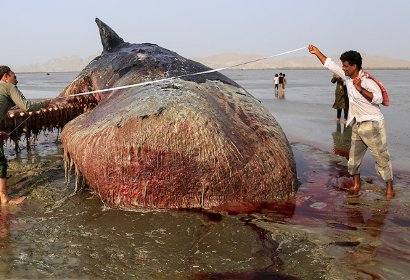 نهنگ غول پیگر در ساحل هرمزگان +تصاویر