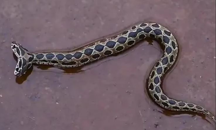 Rare Two-Headed Viper Snake Found in India