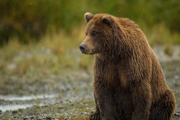 شکار خرس قهوه ای در کوه های چرام /کشته شدن ته مانده های یک گونه نادر