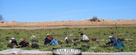 برداشت گوجه فرنگی از مزارع گچساران+تصاویر