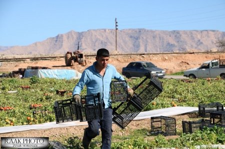 برداشت گوجه فرنگی از مزارع گچساران+تصاویر