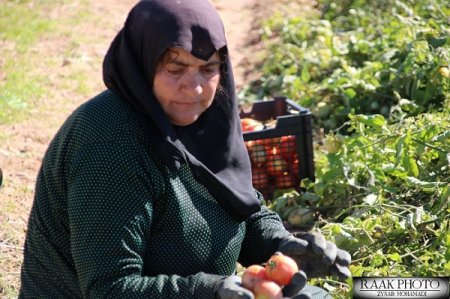 برداشت گوجه فرنگی از مزارع گچساران+تصاویر