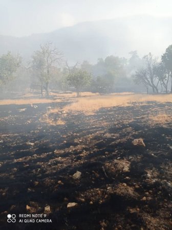 آتش سوزی گسترده در کوه های آرند چرام /استمداد اهالی این منطقه از مردم و مسئولان برای خاموش کردن آتش /تصاویر