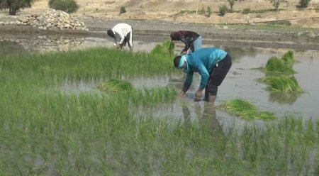شلتوک کاری در 800 هکتار از اراضی کشاورزی شهرستان کهگیلویه / افزایش 25 درصدی سطح زیر کشت برنج در کهگیلویه