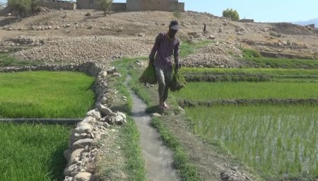 شلتوک کاری در 800 هکتار از اراضی کشاورزی شهرستان کهگیلویه / افزایش 25 درصدی سطح زیر کشت برنج در کهگیلویه