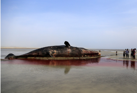 نهنگ غول پیگر در ساحل هرمزگان +تصاویر