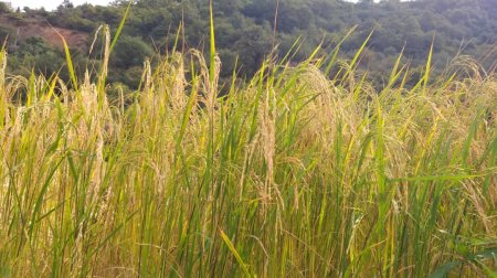 فصل برداشت برنج در شمال ؛ بوی پاییز،طعم برنج وهنرعکاس مازنی