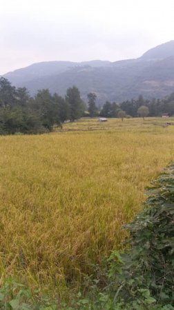 فصل برداشت برنج در شمال ؛ بوی پاییز،طعم برنج وهنرعکاس مازنی