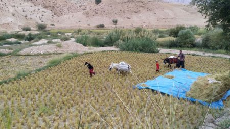 برداشت برنج در منطقه "لگین راک