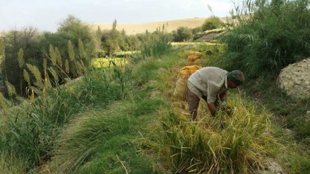 برداشت برنج در منطقه "لگین راک