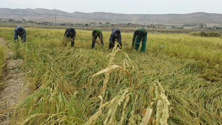 برداشت برنج از شاليزارهاي "راک"درشهرستان کهگيلويه +عکس