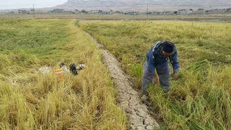 برداشت برنج از شاليزارهاي "راک"درشهرستان کهگيلويه +عکس