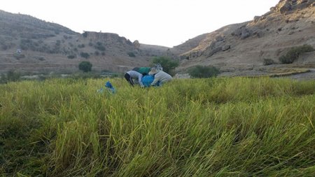 برداشت برنج از شاليزارهاي "راک"درشهرستان کهگيلويه +عکس