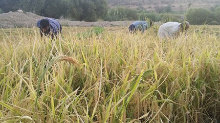 برداشت برنج از شاليزارهاي "راک"درشهرستان کهگيلويه +عکس