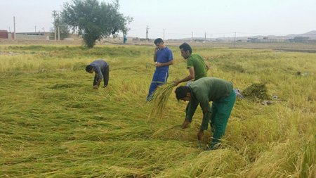 برداشت برنج از شاليزارهاي "راک"درشهرستان کهگيلويه +عکس