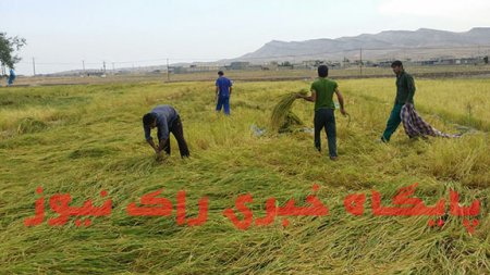 برداشت برنج از شاليزارهاي "راک"درشهرستان کهگيلويه +عکس