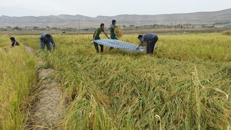 برداشت برنج از شاليزارهاي "راک"درشهرستان کهگيلويه +عکس