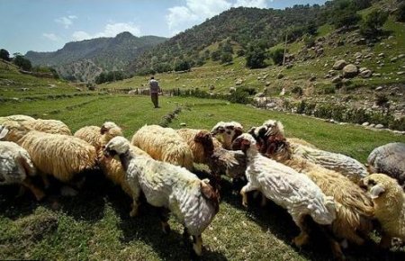 97 هزار راس گوسفند در گچساران پشم چینی شدند+تصاویر