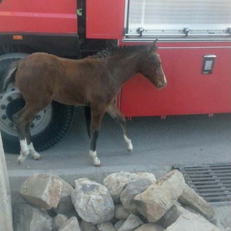 با تلاش ماموران سازمان آتش نشانی؛نجات کره اسب از عمق چاهی در یاسوج+تصاویر