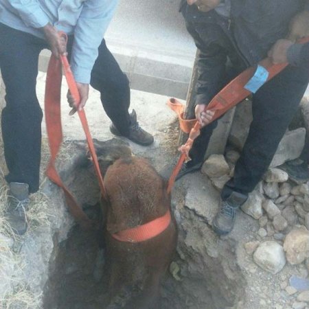 با تلاش ماموران سازمان آتش نشانی؛نجات کره اسب از عمق چاهی در یاسوج+تصاویر