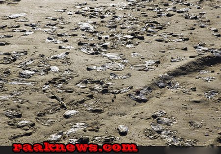 کارشناسان در حال بررسی علت مرگ عروس های دریایی در سواحل هرمزگان +عکس