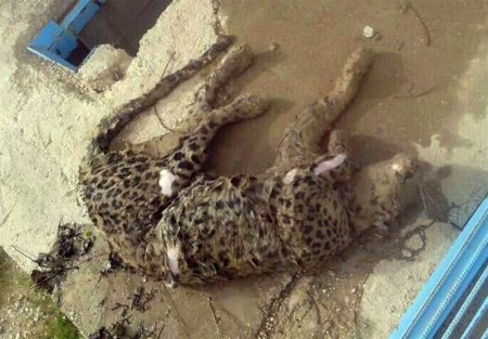 خبری تلخ اما واقعی؛کشف لاشه‌های یک پلنگ ایرانی،دراستخر  کشاورز سی سختی!+عکس