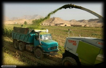 برداشت ذرت از مزارع گچساران/پیش بینی برداشت 11 هزار تن ذرت در گچساران+تصاویر