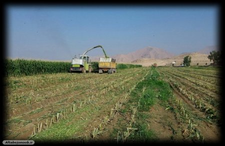 برداشت ذرت از مزارع گچساران/پیش بینی برداشت 11 هزار تن ذرت در گچساران+تصاویر
